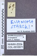 Etiketten zu Calais lophura (NHMW-ZOO-COL-0010071)